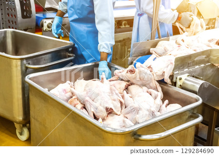 Modern poultry processing plant. Factory for the production of food from meat. Conveyor Belt Food.Automated production line in modern food factory. Modern poultry processing plant. Factory for the production of food from meat. Conveyor Belt Food.Automated production line in modern food factory. 129284690