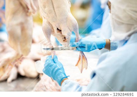A butcher is cutting the legs of duck or poultry in an industrial factory good product of food. 129284691
