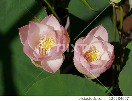 Bowl lotus flowers beginning to bloom (2 flowers) 20250701 129284697