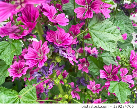 鮮豔的紅紫色錦葵花－用於藥草、天然設計和季節性花卉材料 129284706