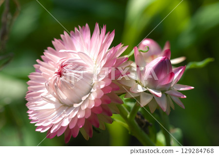 夏日陽光下盛開的帝王海賊花 129284768