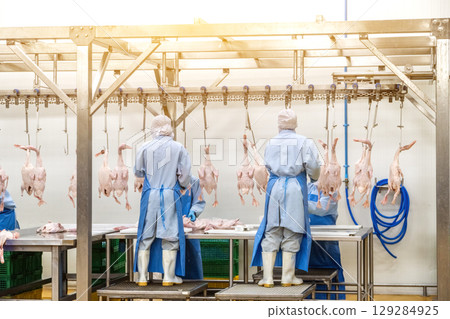 Several factory employees workers, in the production process of selecting the ducks hanging from the hooks of the conveyor belt to making the duck meat cuts. 129284925