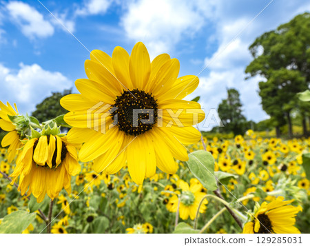 Sunflowers and the Summer Sky Promise Sunflowers and the Summer Sky Promise 129285031