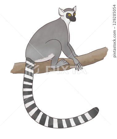 Ring-tailed lemur on a tree Ring-tailed lemur on a tree 129285054