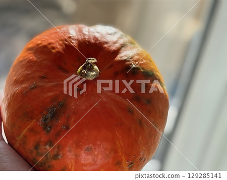 Pumpkin held in hand glowing in sunbeams. Autumn harvest and healthy seasonal food. Halloween theme Pumpkin held in hand glowing in sunbeams. Autumn harvest and healthy seasonal food. Halloween theme 129285141