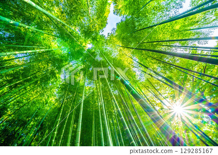 8月6日,日本橫濱市景。翠綠的竹林,陽光透過樹梢灑落。傍晚的陽光強烈…酷熱難耐… 8月6日,日本橫濱市景。翠綠的竹林,陽光透過樹梢灑落。傍晚的陽光強烈…酷熱難耐… 129285167