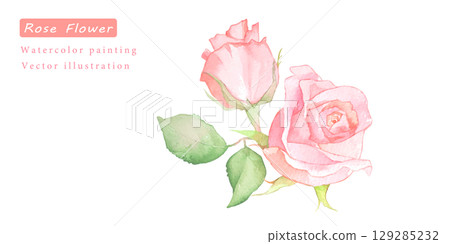 Vector illustration of a pink rose painted in watercolor 129285232