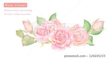 Vector illustration of a pink rose painted in watercolor 129285233