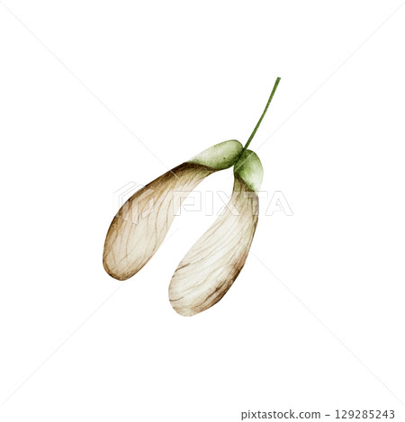 Watercolor autumn maple tree seed in warm autumn tones. Botanical hand drawn Helicopter seed, samara fruit. illustration isolated on background. Ideal for seasonal, halloween, forest, or nature-themed Watercolor autumn maple tree seed in warm autumn tones. Botanical hand drawn Helicopter seed, samara fruit. illustration isolated on background. Ideal for seasonal, halloween, forest, or nature-themed 129285243