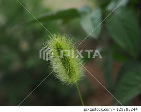 靜靜搖曳的貓玩具：綠狐尾草 129285244