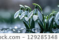 雪花*雪花蓮 129285348