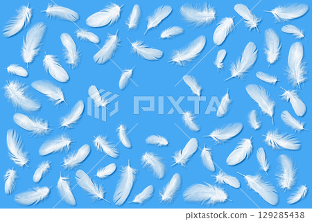 白鳥美麗蓬鬆的羽毛 129285438