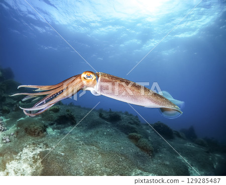 Image of a squid swimming in the sea 129285487