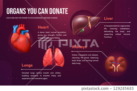 Realistic Comprehensive Infographics Guide to the Human Body and Organs 129285683