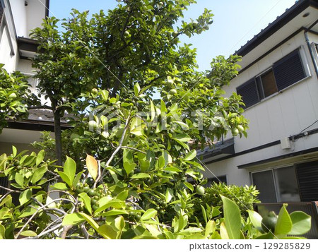 This year too, the dark green guava and quince fruits are plentiful. 129285829