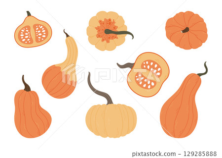 Colorful hand drawn pumpkins and gourds collection 129285888