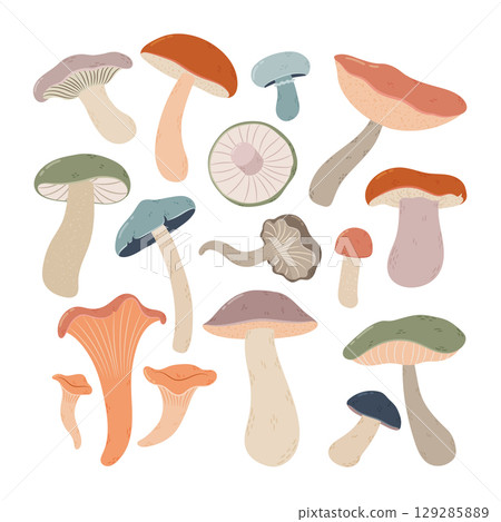 Colorful forest mushrooms set . Hand drawn autumn fungi illustration Colorful forest mushrooms set . Hand drawn autumn fungi illustration 129285889