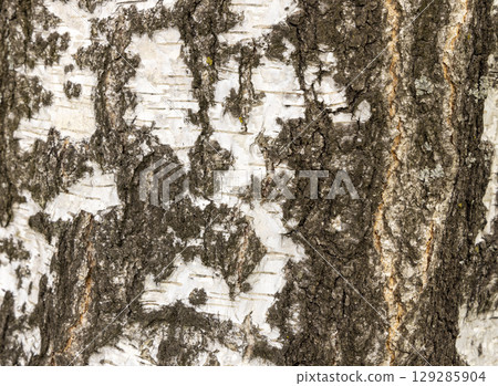 The birch bark texture or background. Macro shot is made by means of stacking technology trunk. Texture made of birch tree bark. Beautiful birch trunk background. Conceptual image. Peaceful nature. 129285904