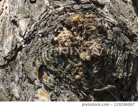 Maritime Pine, Pinus pinaster trunk symbol. Texture made of maritime pine tree bark. Beautiful Maritime Pine, Pinus pinaster trunk background. Conceptual image. Peaceful nature. Maritime Pine, Pinus pinaster trunk symbol. Texture made of maritime pine tree bark. Beautiful Maritime Pine, Pinus pinaster trunk background. Conceptual image. Peaceful nature. 129286067