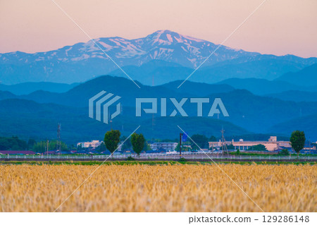 夕陽下的白山和麥田。照片拍攝於六月。石川縣加賀平原。 129286148