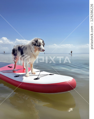 Aussie Australian Shepherd dog in blue marble color floats glove SUP board in sea, vertical photo Aussie Australian Shepherd dog in blue marble color floats glove SUP board in sea, vertical photo 129286226