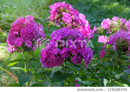 Purple flowers in flowerbed. Phlox is grown as garden plants. Cottage garden. Floral decoration. Sunny day. 129286259