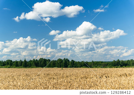 Golden wheat field meeting green forest under cloudy blue sky Golden wheat field meeting green forest under cloudy blue sky 129286412