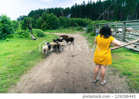 Farmer guiding sheep along path near wooden fence in countryside Farmer guiding sheep along path near wooden fence in countryside 129286443