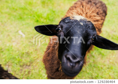 Curious sheep looking at camera in green field Curious sheep looking at camera in green field 129286464