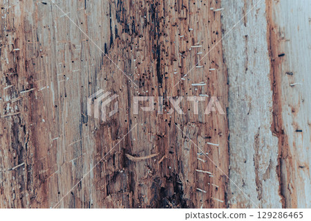 Weathered wood texture showing signs of insect damage and decay 129286465