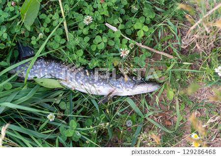 Northern pike fish lying on green grass and clover Northern pike fish lying on green grass and clover 129286468