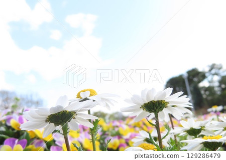 白色的花朵綻放向天空 白色的花朵綻放向天空 129286479