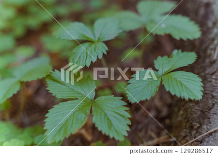 Wild strawberry plants growing in forest undergrowth Wild strawberry plants growing in forest undergrowth 129286517