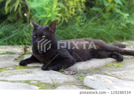 Black cat relaxing in a garden on stone pavement Black cat relaxing in a garden on stone pavement 129286534