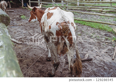 Dirty cow walking away in mud showing udder and anus 129286545