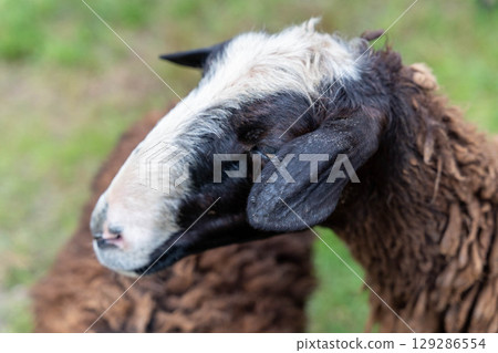 Sheep resting its head on another sheep in green pasture Sheep resting its head on another sheep in green pasture 129286554