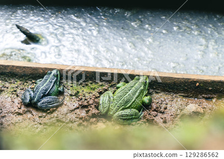Two green frogs resting by the water's edge 129286562