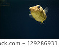 Halocenbon puffer 129286931