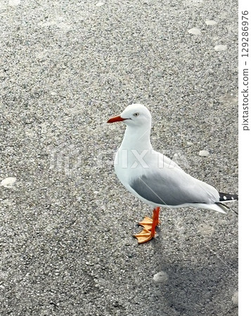一隻鳥 一隻鳥 129286976