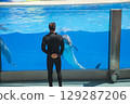 Six dolphins play in aquarium during dolphin show at Dolphinarium, having fun together, riding each other. Dolphins perform dance to music during show. 129287206