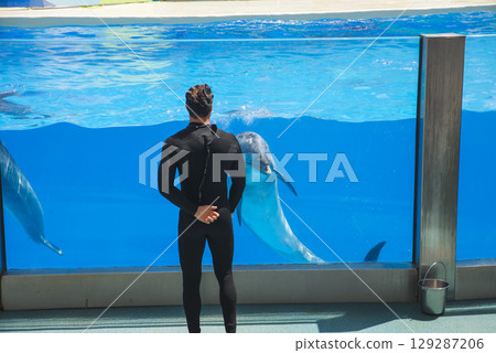Six dolphins play in aquarium during dolphin show at Dolphinarium, having fun together, riding each other. Dolphins perform dance to music during show. 129287206