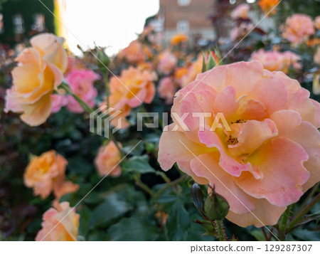 Pale peach roses blooming in a summer garden Pale peach roses blooming in a summer garden 129287307