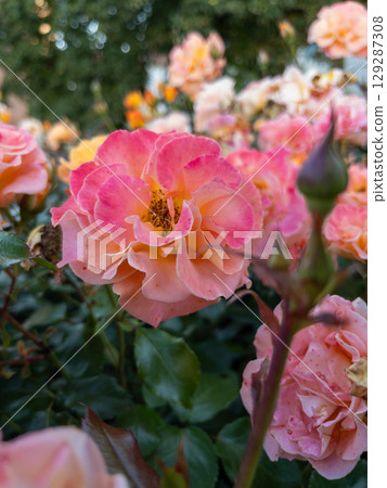 Bright pink and peach rose in full bloom Bright pink and peach rose in full bloom 129287308