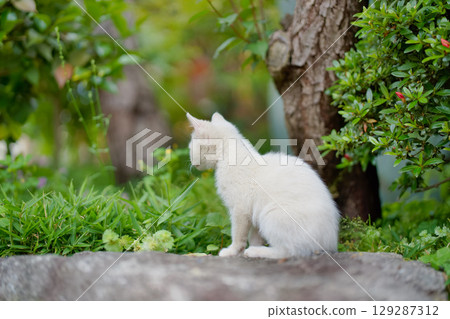 May: A white kitten grows up quickly May: A white kitten grows up quickly 129287312