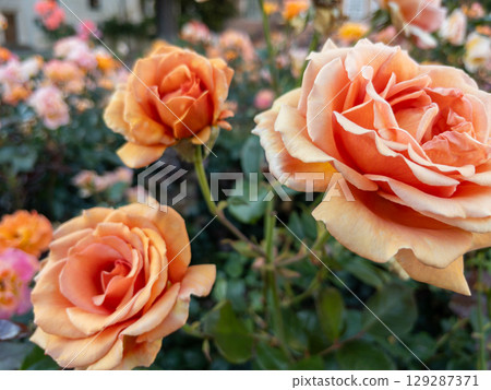 Close-up of a blooming peach rose. Floral macro shot with a blurred garden background. Ideal for botanical themes, nature concepts 129287371