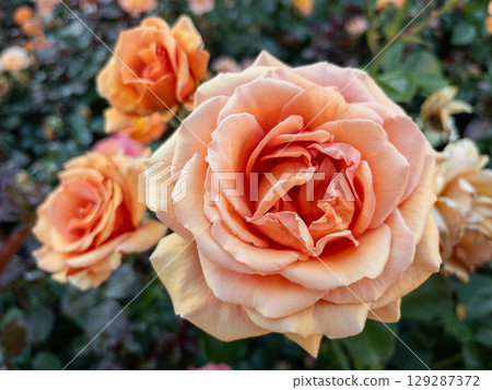 Close-up of a blooming peach rose. Floral macro shot with a blurred garden background. Ideal for botanical themes, nature concepts Close-up of a blooming peach rose. Floral macro shot with a blurred garden background. Ideal for botanical themes, nature concepts 129287372