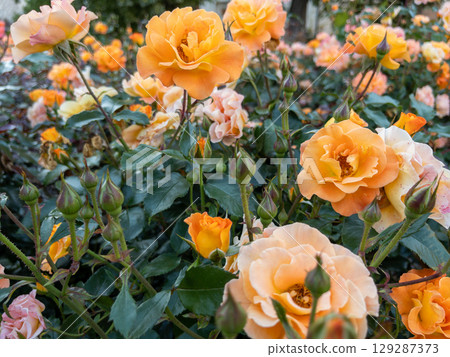 Orange rose in bloom among green leaves 129287373