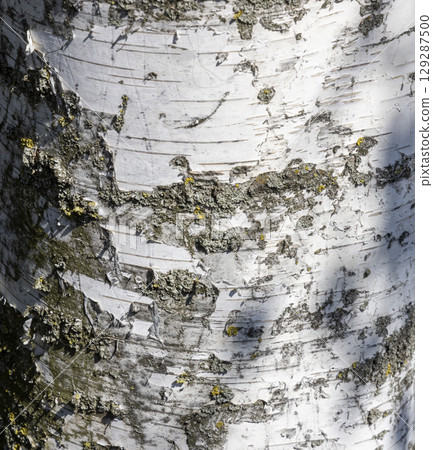 The birch bark texture or background. Macro shot is made by means of stacking technology trunk. Texture made of birch tree bark. Beautiful birch trunk background. Conceptual image. Peaceful nature. 129287500