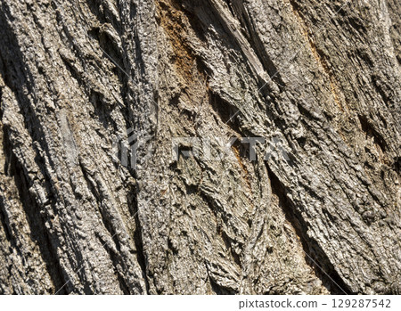 Olive tree bark pinaster trunk symbol. Texture made of olive tree bark . Beautiful olive tree bark trunk background. Greece, Conceptual image. Peaceful nature. 129287542