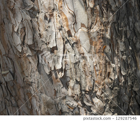 Maritime Pine, Pinus pinaster trunk symbol. Texture made of maritime pine tree bark. Beautiful Maritime Pine, Pinus pinaster trunk background. Conceptual image. Peaceful nature. 129287546